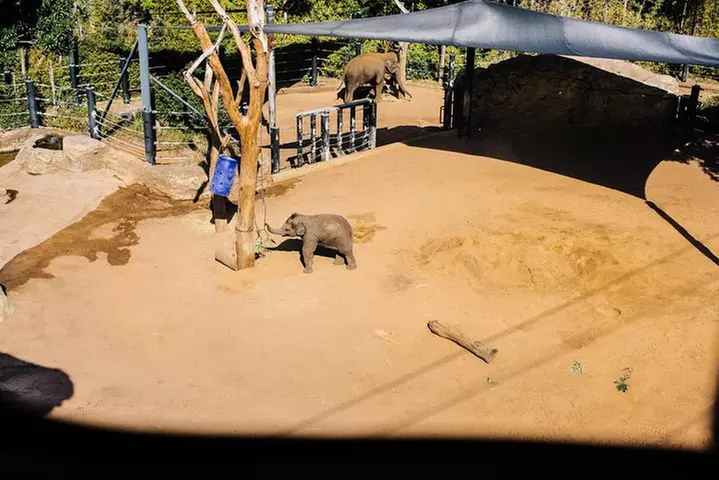 Sydney Taronga Zoo Wild Australia Experience