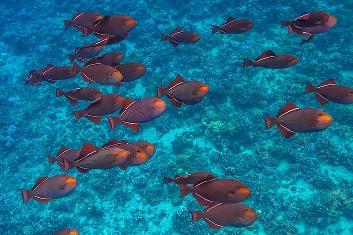 Exclusive Honolua Snorkel Sail - Second Medium