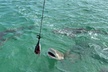 Shark and Wildlife Viewing Adventure in Key West - Second Medium