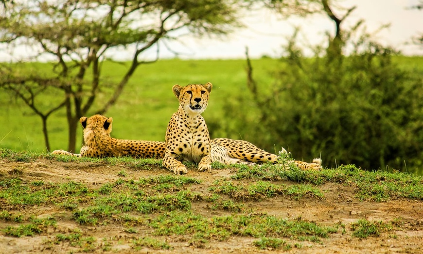 Image 16: ✈ TANZANIE | Du Kilimanjaro à Zanzibar - Sur la trace des animaux d...