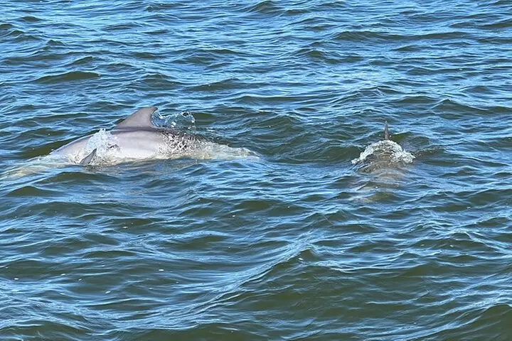 2 HR Dolphin Tour for 7 people