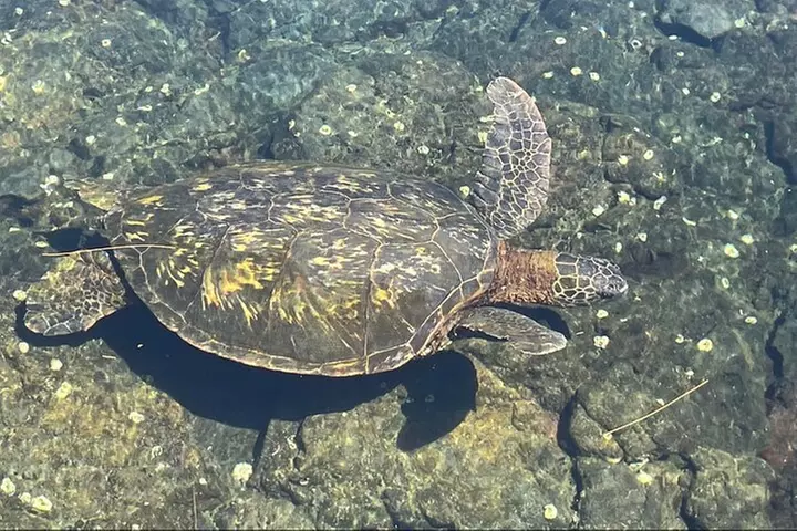 Beach Snorkel - Sea Turtle and Black Sand Lagoon