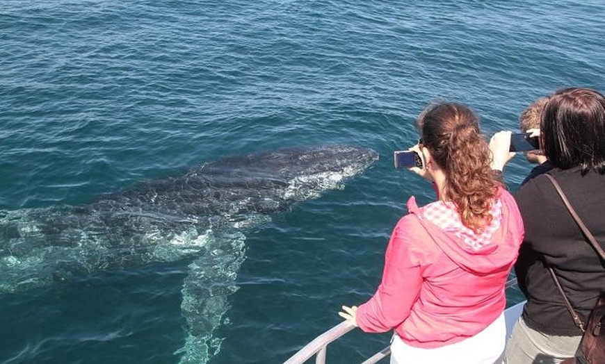 Image 4: Jervis Bay Whale Watching Tour