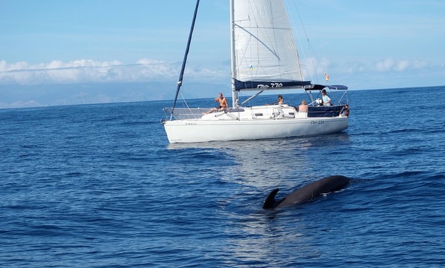 Image 1: Velero de avistamiento de ballenas y delfines con bebidas, aperitiv...