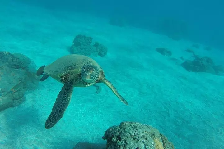 Kayak and Snorkel: Maui West Shore