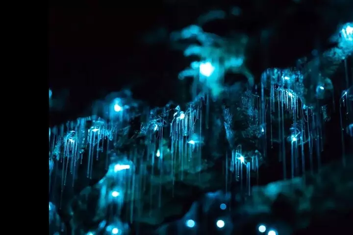 Blue Mountains Hiking Glow worms Cave Wildlife Spotlighting Night Adventure - Primary Image
