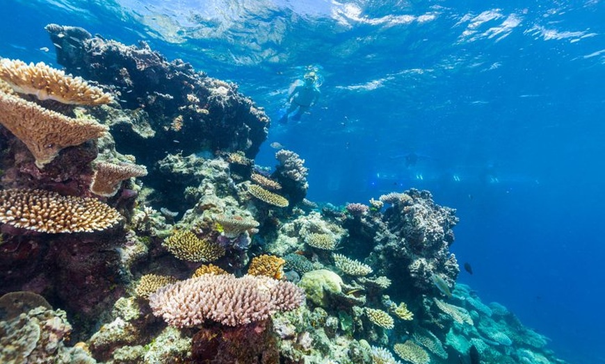 Image 10: Great Barrier Reef Snorkeling and Diving Cruise from Cairns