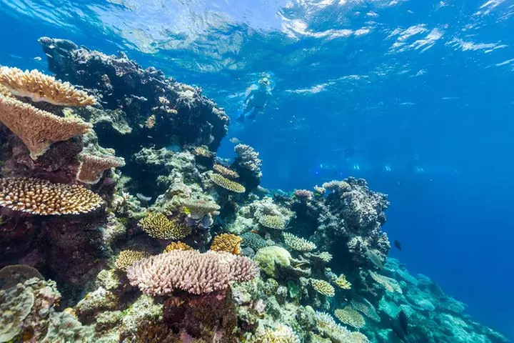 Great Barrier Reef Snorkeling and Diving Cruise from Cairns