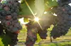 Fredericksburg Wine Tour with Five Winery Stops