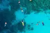 Dolphin & Pelagic Snorkel