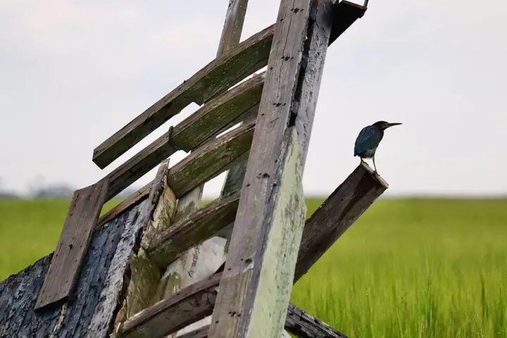 2-Hour Guided Kayak Eco Tour in Charleston