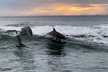 Clearwater Encounters with Dolphins Tour - Second Medium