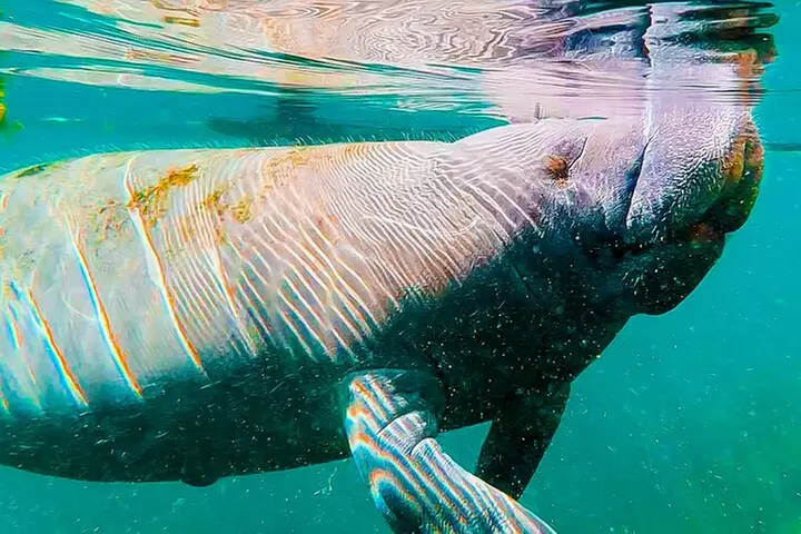 Silver Springs Manatee & Monkeys Paddle Board Tour
