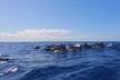 Ultimate 4 Hour Lanai Snorkel and Dolphin Encounter - Second Medium