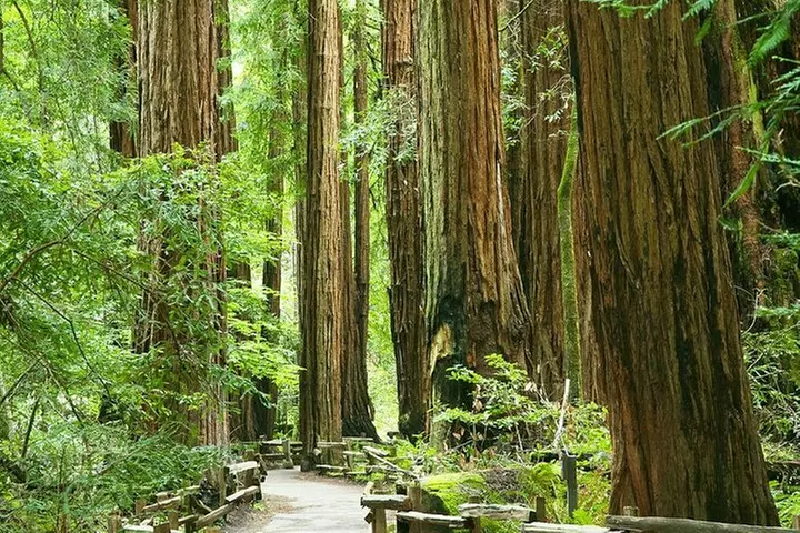 Alcatraz Muir Woods and Sausalito Express with Brunch Credit