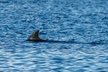 Dolphin and Nature Sunset Cruise from Orange Beach - Second Medium