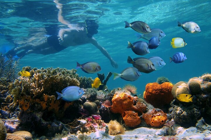 Key West Snorkeling with Breakfast and Unlimited Mimosas