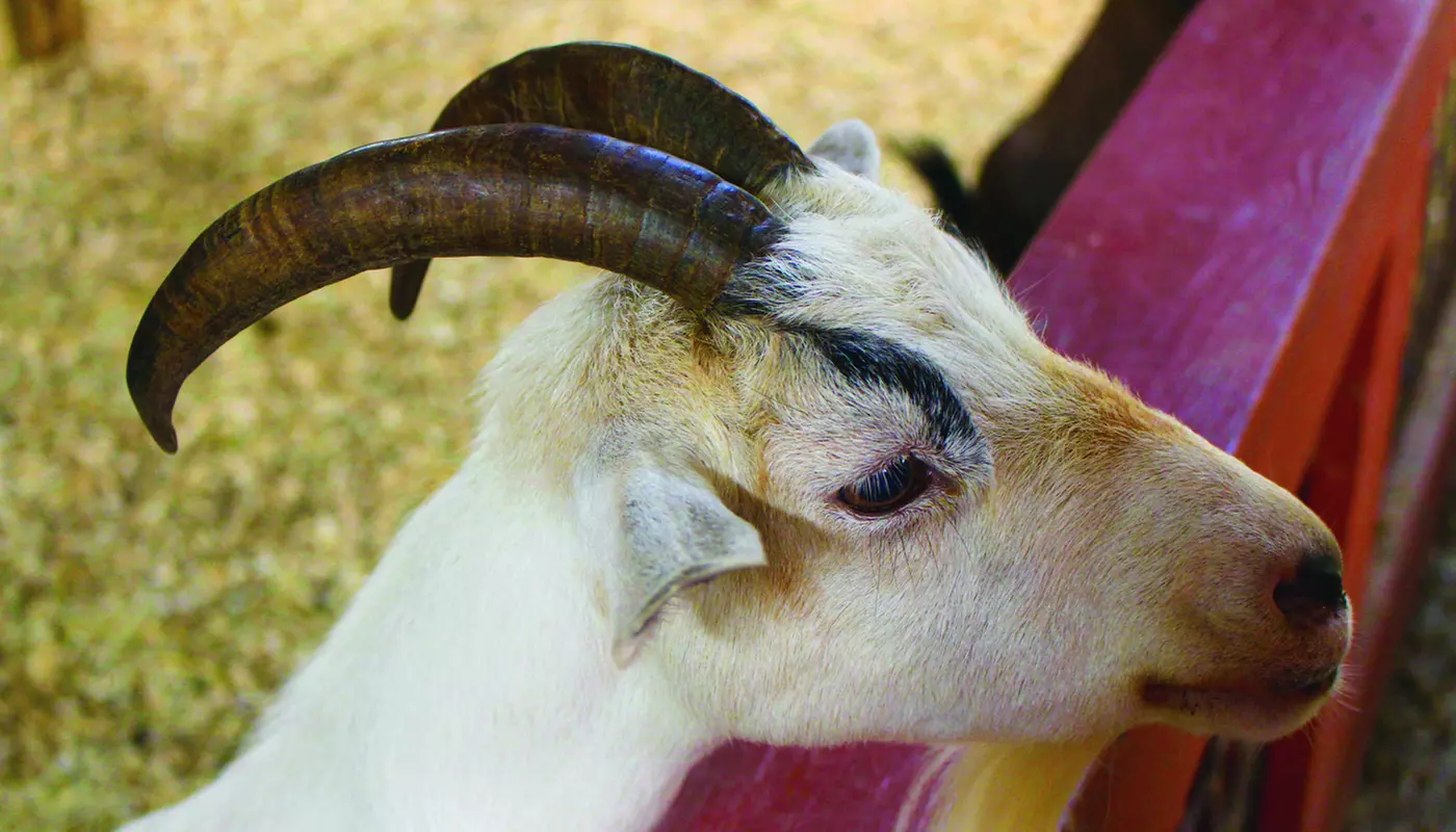 $15 For 1 Adult & 1 Child Admission, 1 Feed Cup & 1 Budgie Stick (Reg. $30) - Second Medium