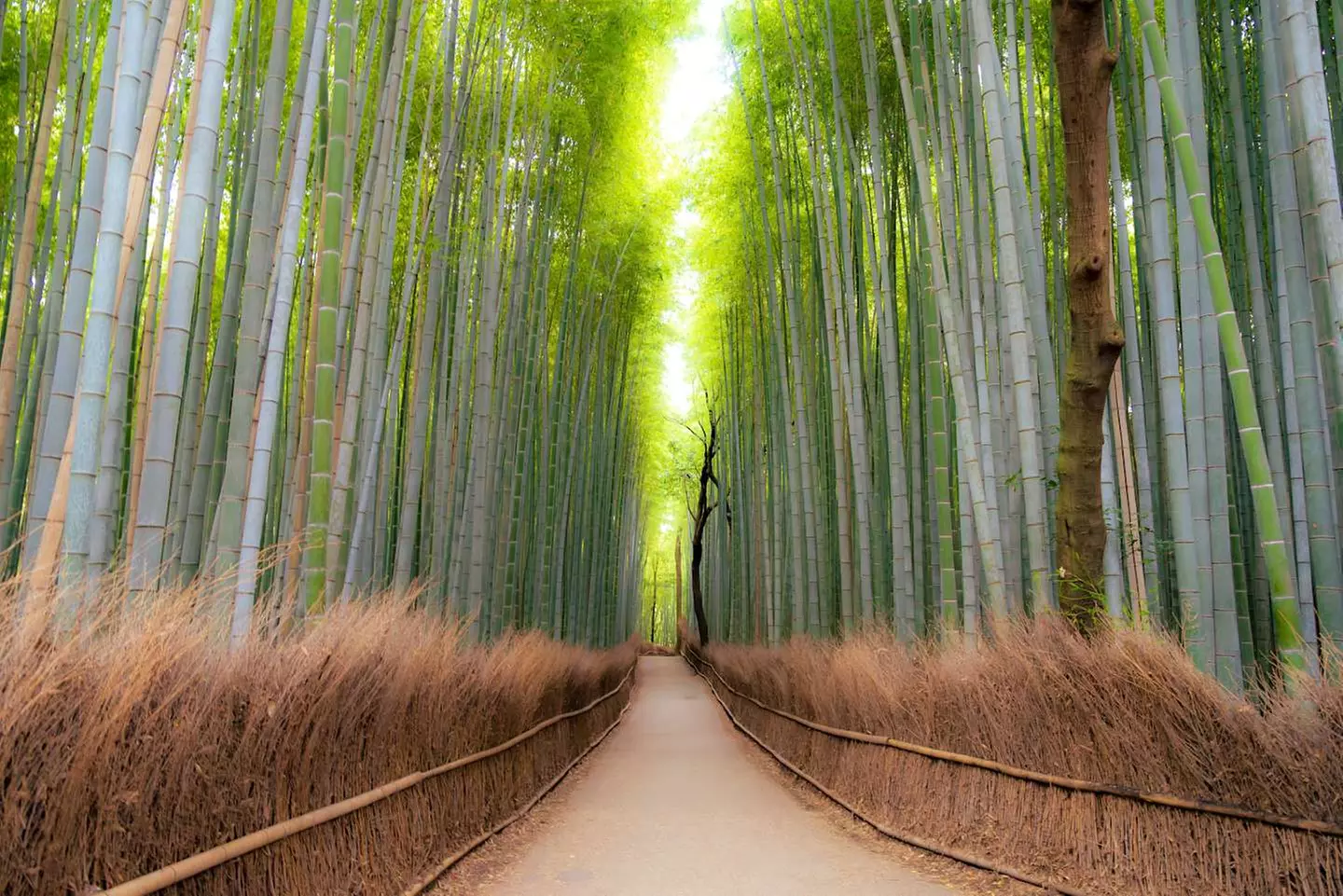 ✈ GIAPPONE | De Tokyo a Seul - Il meglio di Giappone e Corea del Su...