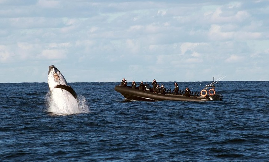 Image 6: Sydney Whale-Watching by Speed Boat