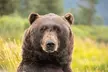 Aerial Tram and Wildlife Center tour from Anchorage - Second Medium