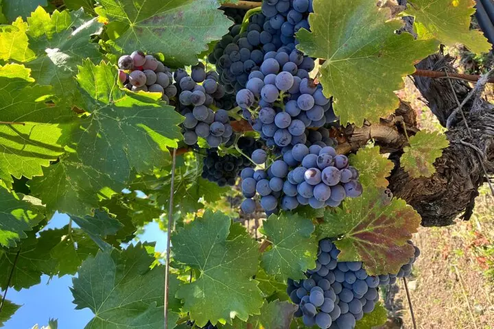 Best Private Wine Tours of Napa Valley Sonoma for up to 8 people