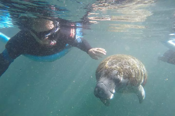 Guided Small Group Manatee Snorkeling Tour with In-Water Photographer