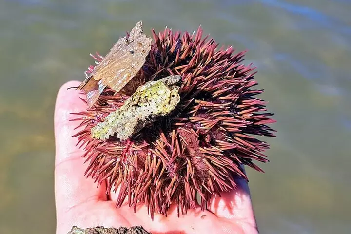 Rookery Bay Kayak Adventure – Mangroves, Wildlife & Photos