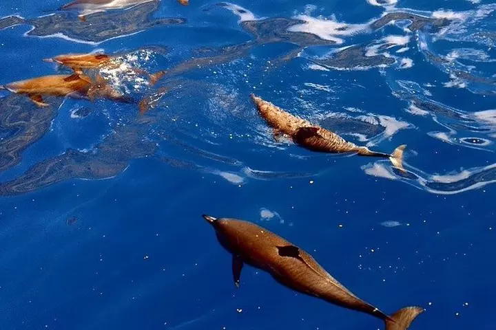 Kealakekua Bay (Captain Cook Monument) Snorkel and Sail Adventure