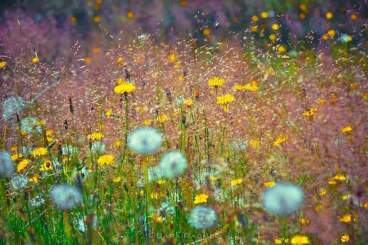 Best of Mount Rainier National Park from Seattle: All-Inclusive Sma...