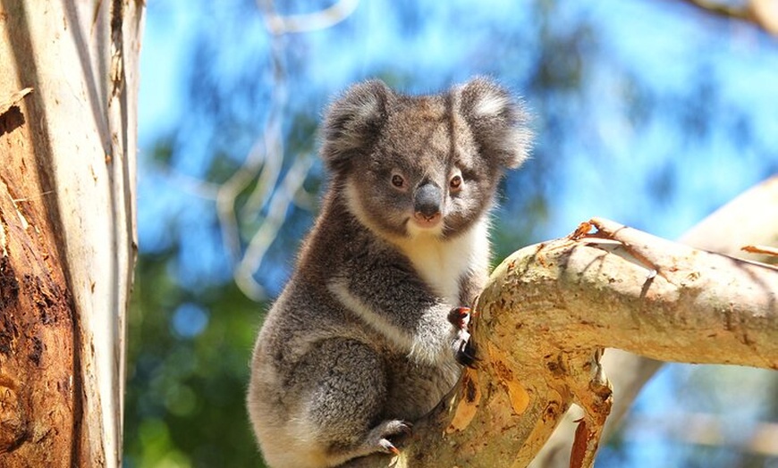 Image 7: Walk with Wildlife: Guided Tour in Great Ocean Road