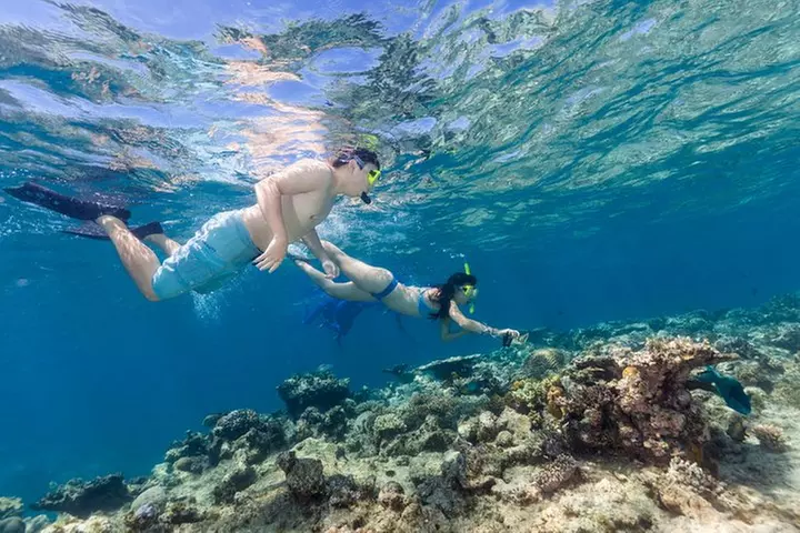 Great Barrier Reef Snorkeling and Diving Cruise from Cairns