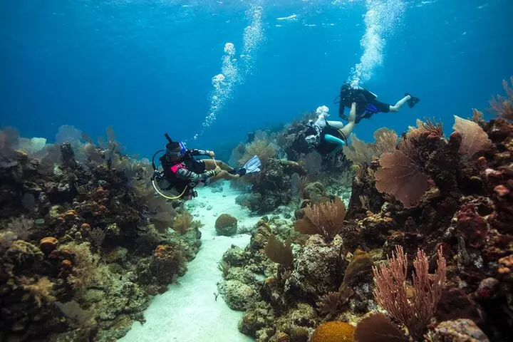 Snorkel Tour - Visit 2 Shallow Reefs John Pennekamp State Park