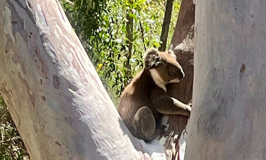 Image 3: Morialta Falls Hike: Trails and Tales with a Foreign Flair