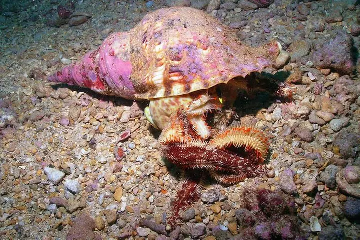 Kauai's Ultimate South Shore 2 Tank Dive (Certified Divers Only)