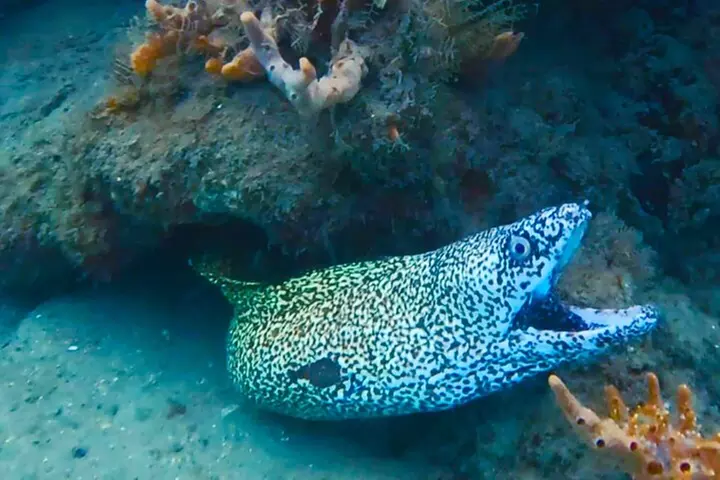 2 ½ - Hour Guided Snorkel Tour of Phil Foster park, Free Videos!