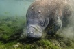 Manatees and Rainbow River by SCUBA or Snorkel - Second Medium