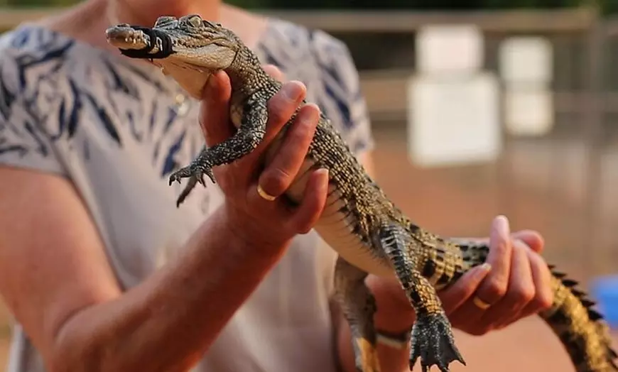 Image 3: Malcolm Douglas Crocodile Park Tour Including Transportation