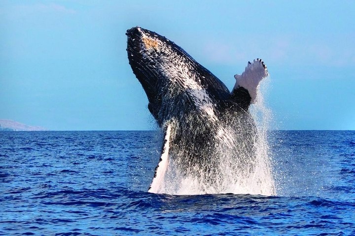 West Oahu Deluxe Whale Watching Sail