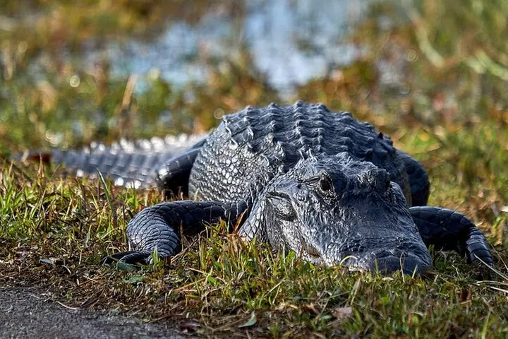 Everglades National Park Biologist Led Adventure: Cruise, Hike + Airboat
