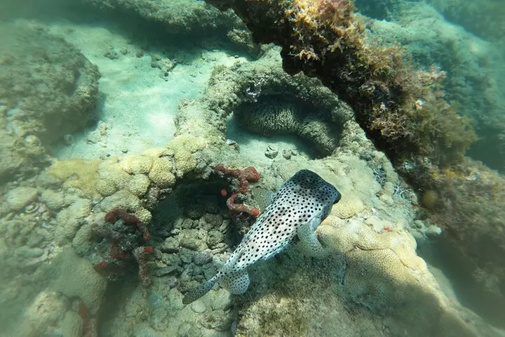 Public Guided Snorkel Tour of Fort Lauderdale Reefs