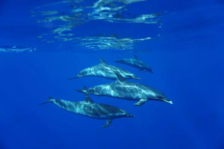 Oahu Swimming with Dolphins Speedboat Adventure