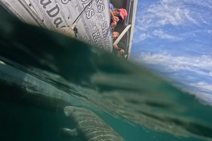 3 Hour Manatee Swim - Small Group w/complimentary photos!