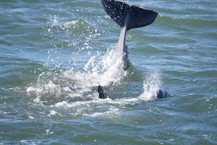 Pensacola Beach Jolly Dolphin Cruise and Scenic Bay Tour