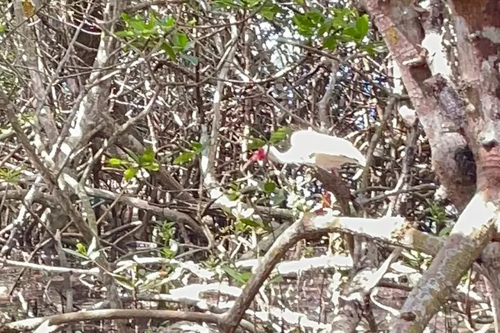 Exclusive Kayak Expedition: Exploring the Mangroves to Shell Key
