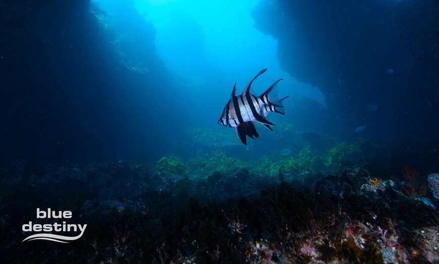 Image 4: Rottnest Island Boat Dive Day Trip including Lunch