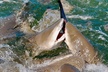 Shark and Wildlife Viewing Adventure in Key West - Second Medium