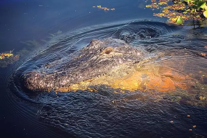 New Orleans Airboat Ride