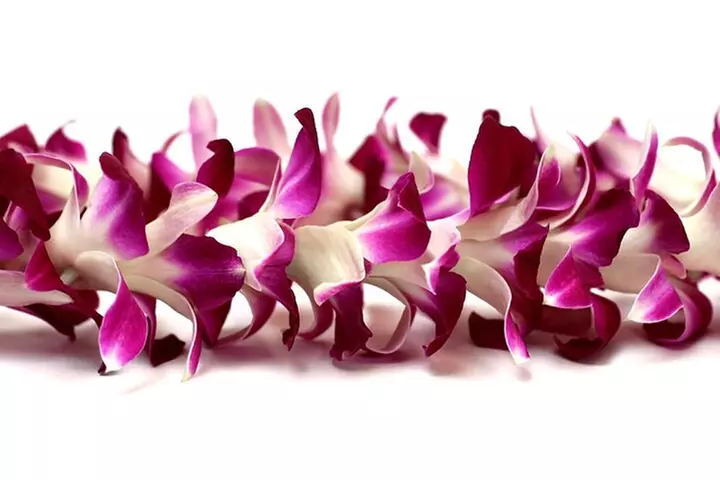 Orchid Airport Lei Greeting (Maui, Kahului Airport, OGG)