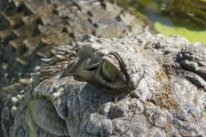 Florida Everglades Airboat Adventure plus Miami Biscayne Bay Cruise